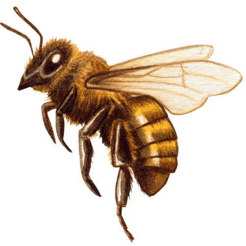 fait insolite abeille